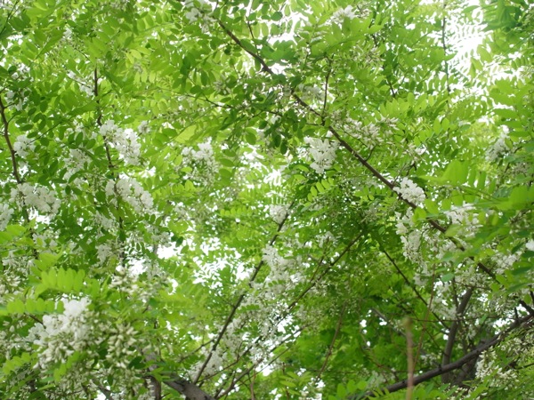 f:id:elmikamino:20120610102355j:image