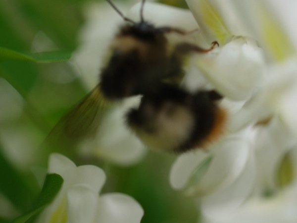 f:id:elmikamino:20120610102602j:image