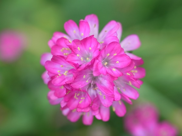 f:id:elmikamino:20120610103009j:image