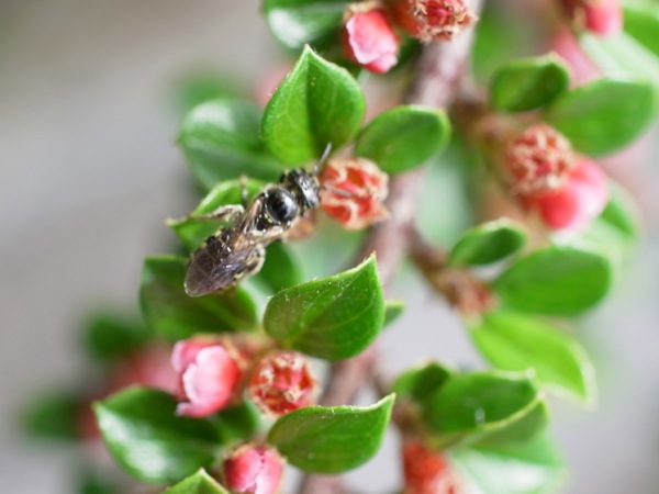 f:id:elmikamino:20120610103337j:image