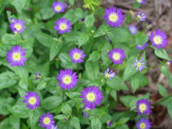 f:id:elmikamino:20120610103833j:image