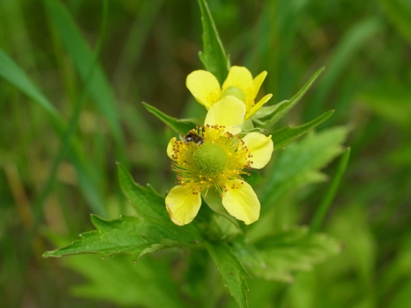 f:id:elmikamino:20120610110115j:image