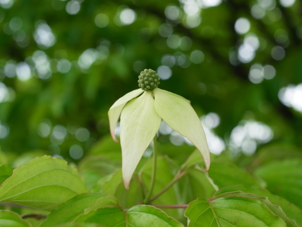 f:id:elmikamino:20120610110732j:image