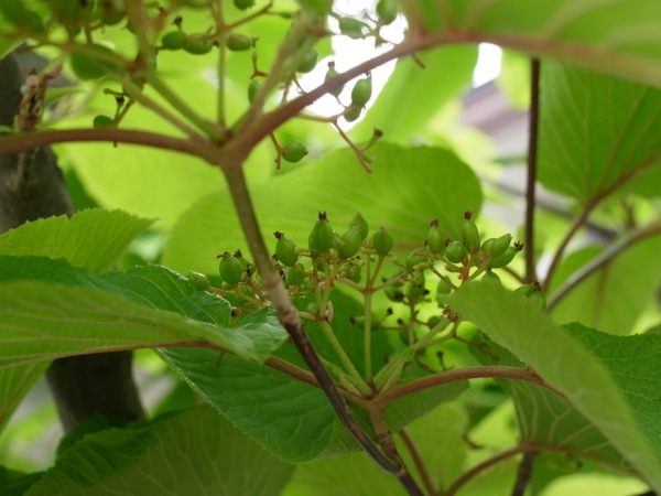 f:id:elmikamino:20120610112624j:image