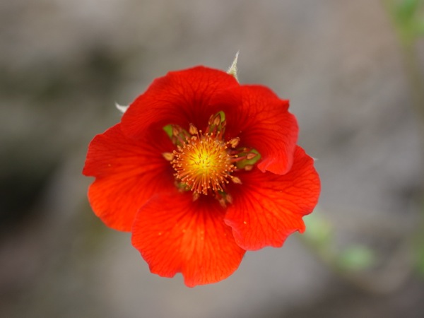 f:id:elmikamino:20120610113513j:image