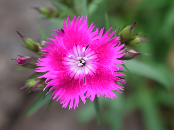f:id:elmikamino:20120610113626j:image