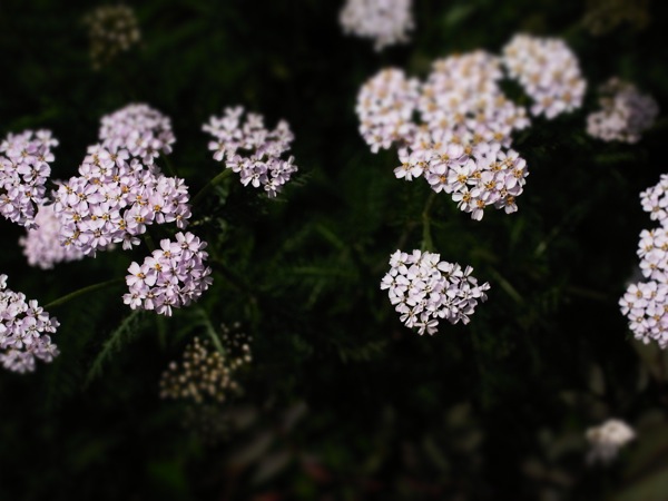 f:id:elmikamino:20120619102555j:image