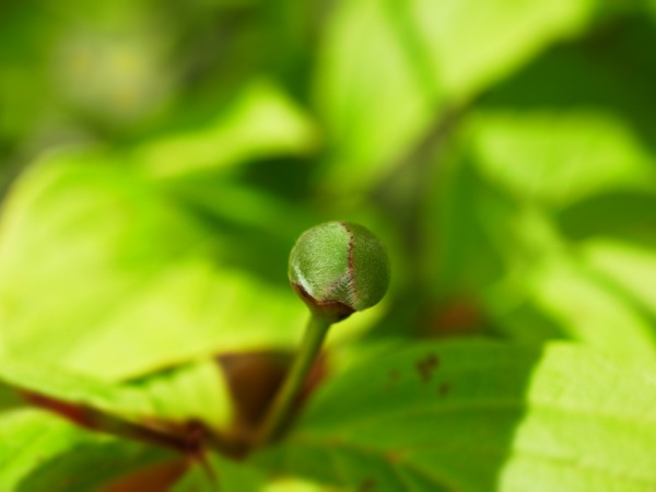 f:id:elmikamino:20120619102708j:image