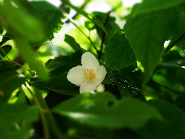 f:id:elmikamino:20120619103016j:image