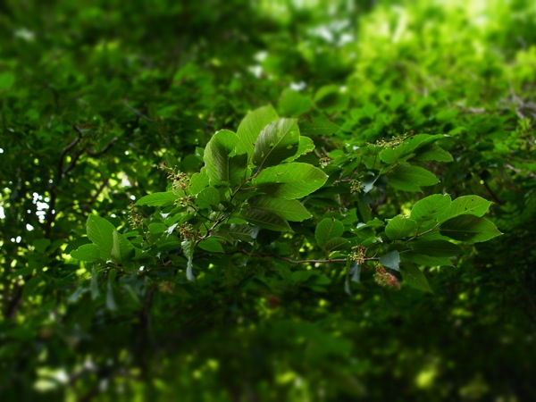 f:id:elmikamino:20120619104653j:image