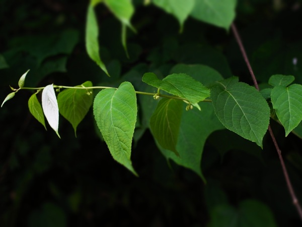f:id:elmikamino:20120619104742j:image
