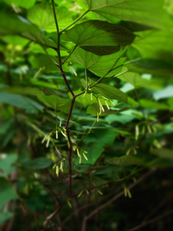 f:id:elmikamino:20120619104841j:image