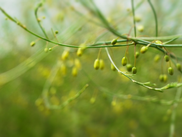f:id:elmikamino:20120619105827j:image