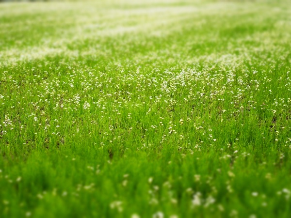f:id:elmikamino:20120619110043j:image