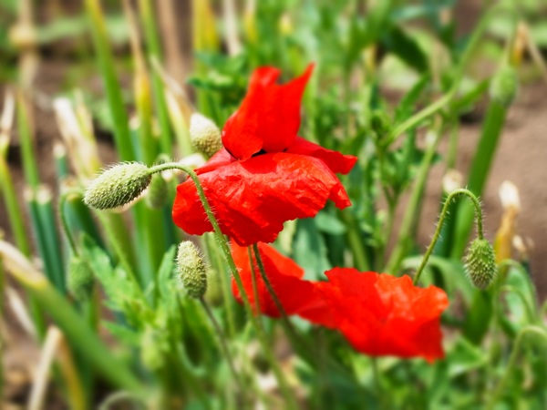 f:id:elmikamino:20120619110337j:image