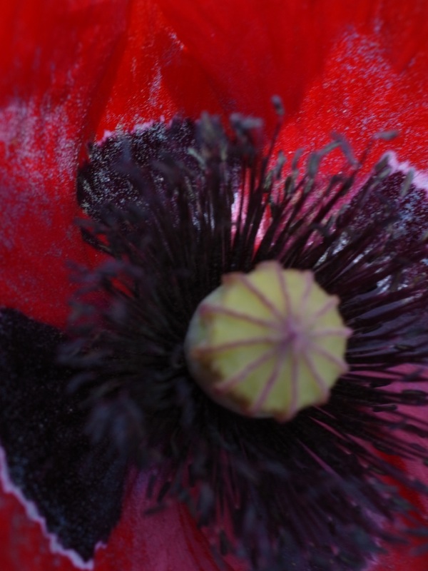 f:id:elmikamino:20120619110414j:image