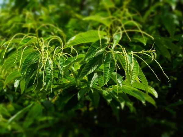 f:id:elmikamino:20120619110557j:image