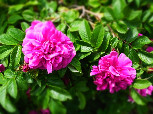 f:id:elmikamino:20120619110825j:image