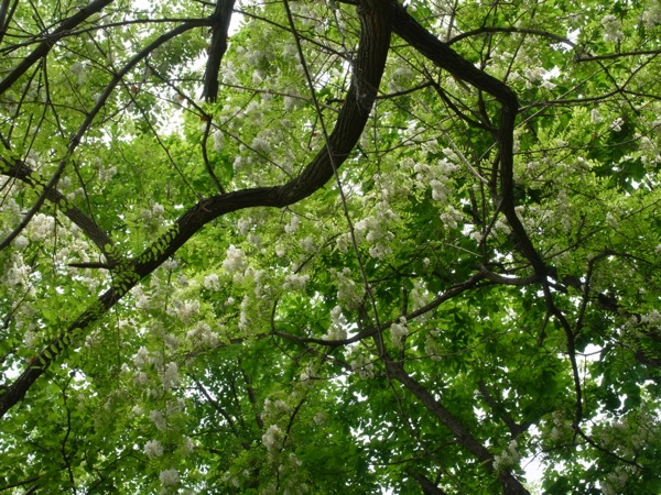 f:id:elmikamino:20120619112550j:image