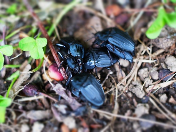 f:id:elmikamino:20120619113433j:image