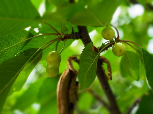 f:id:elmikamino:20120619114211j:image