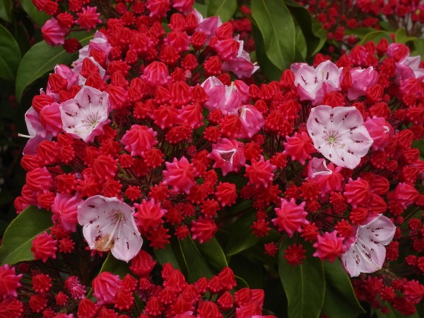 f:id:elmikamino:20120619115005j:image