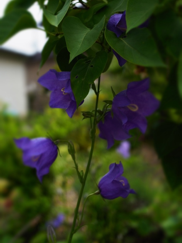 f:id:elmikamino:20120619115312j:image