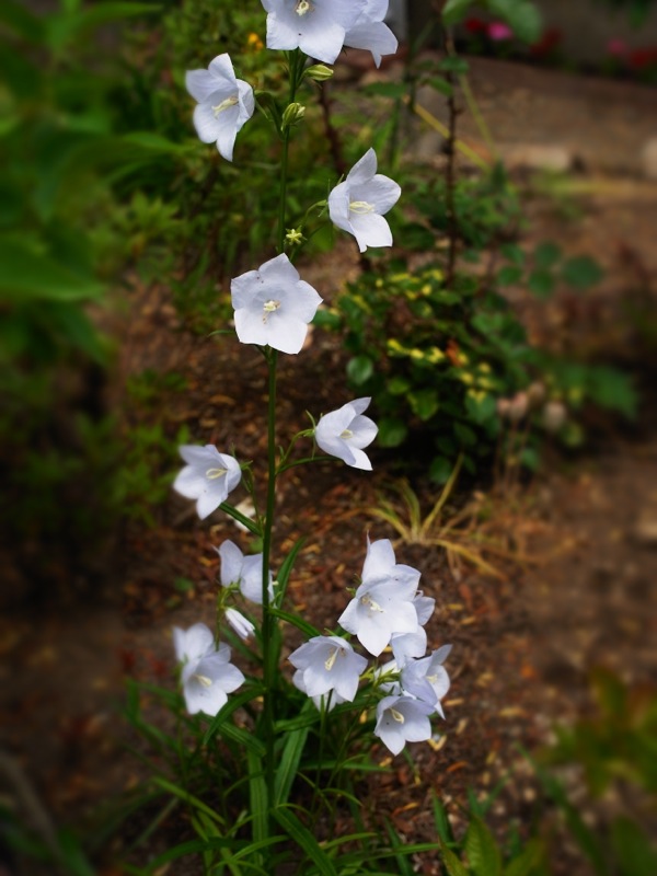 f:id:elmikamino:20120619115355j:image