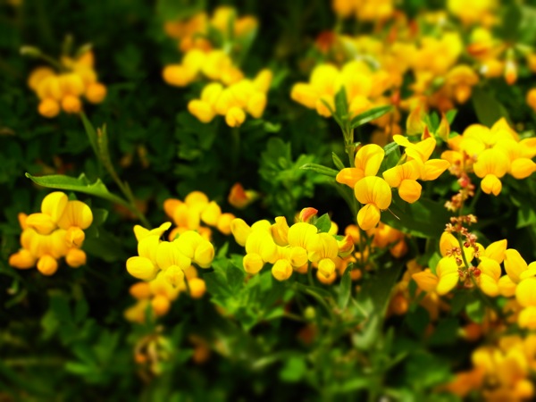 f:id:elmikamino:20120619120550j:image