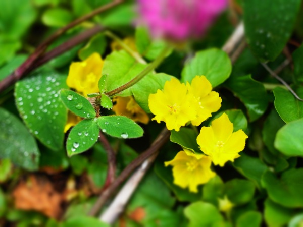 f:id:elmikamino:20120622104721j:image