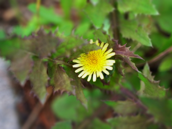 f:id:elmikamino:20120622104805j:image