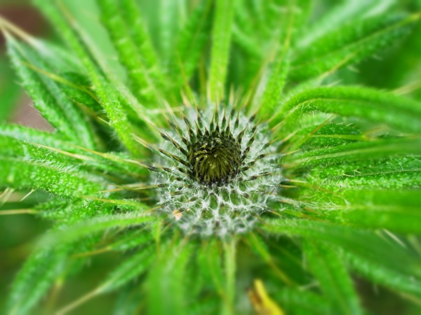 f:id:elmikamino:20120622104827j:image