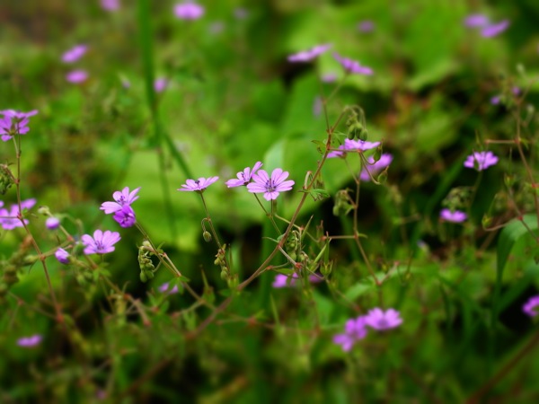 f:id:elmikamino:20120622104942j:image