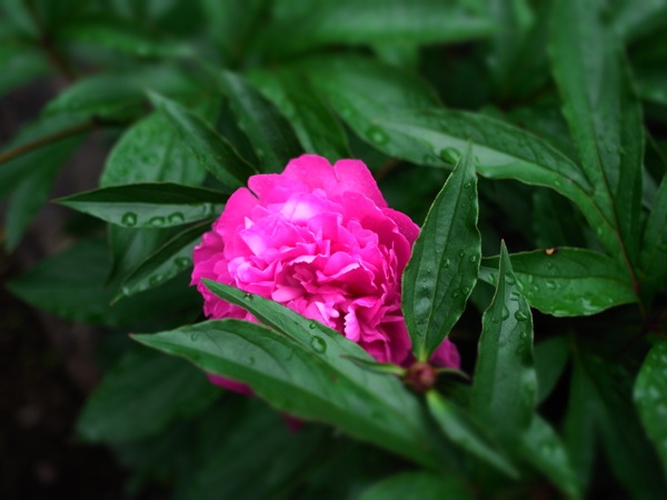 f:id:elmikamino:20120622105154j:image
