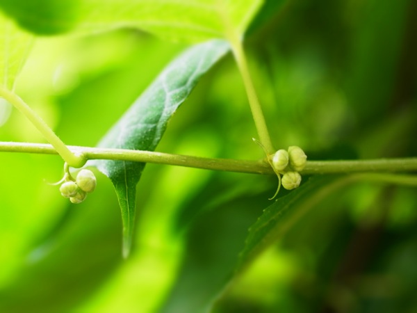 f:id:elmikamino:20120622110523j:image