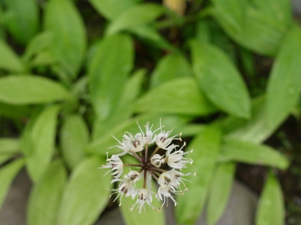 f:id:elmikamino:20120623105350j:image