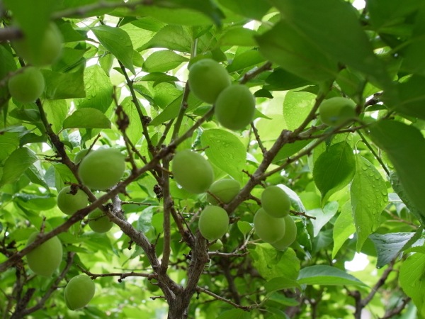 f:id:elmikamino:20120623105528j:image