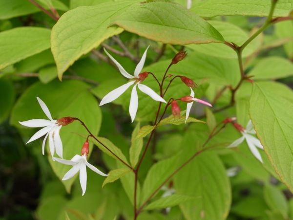 f:id:elmikamino:20120623110020j:image