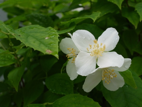 f:id:elmikamino:20120623110106j:image