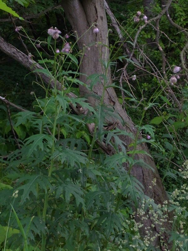 f:id:elmikamino:20120623111149j:image