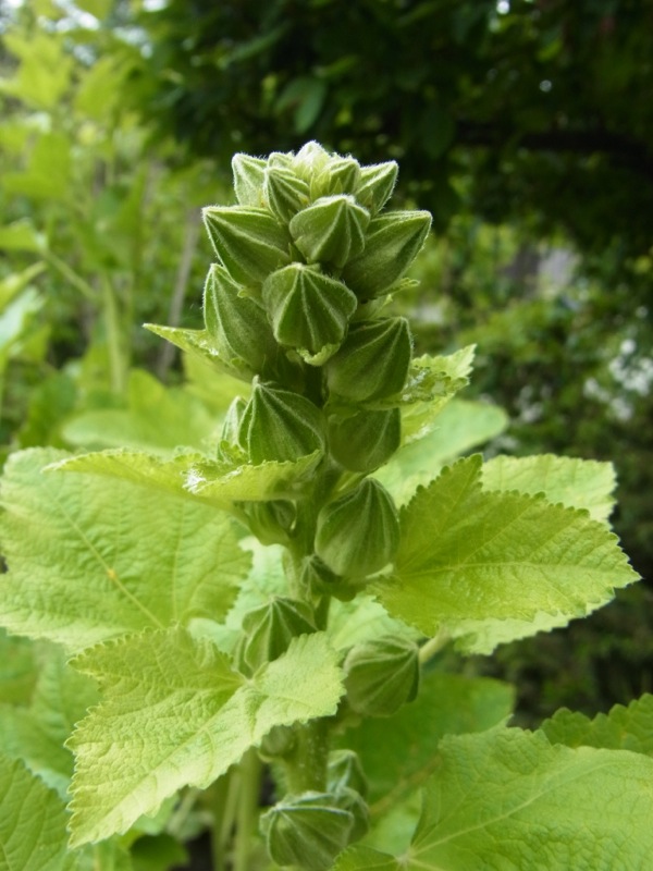 f:id:elmikamino:20120623111414j:image