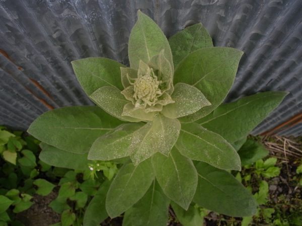 f:id:elmikamino:20120623112039j:image