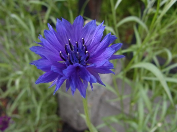 f:id:elmikamino:20120623112757j:image