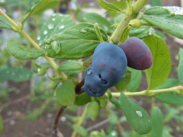 f:id:elmikamino:20120623114603j:image