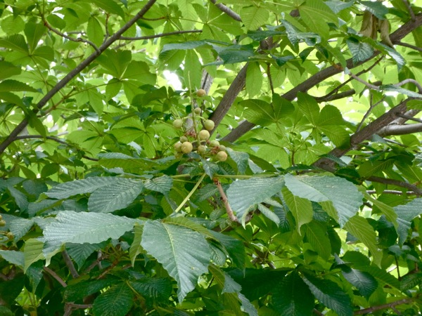 f:id:elmikamino:20120702103539j:image