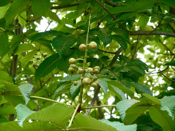 f:id:elmikamino:20120702103701j:image