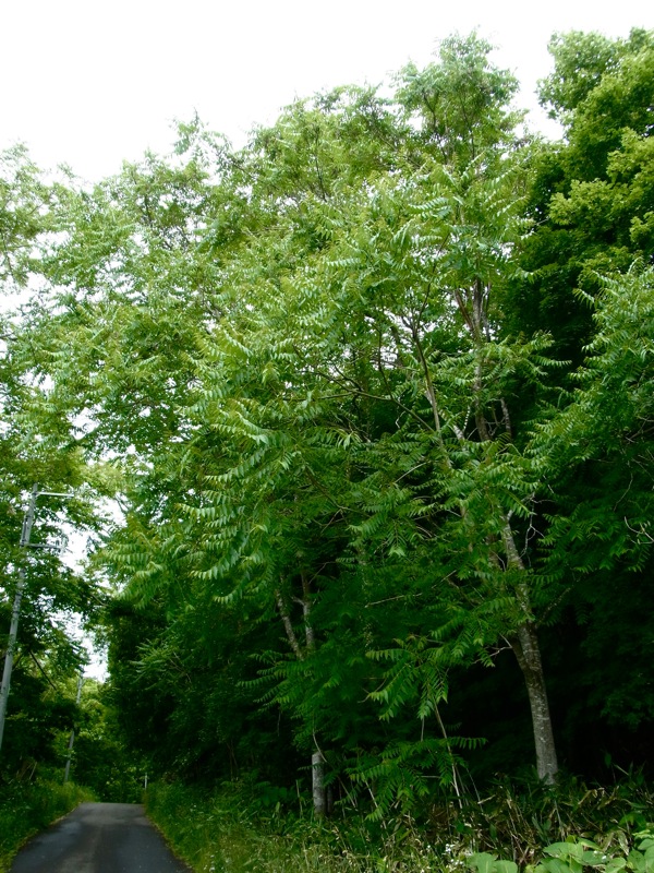 f:id:elmikamino:20120702104146j:image