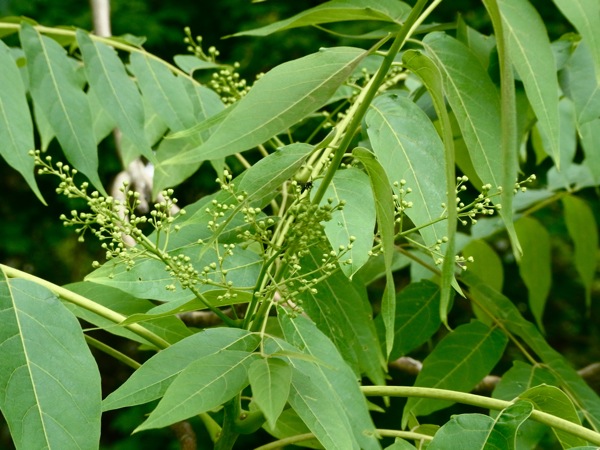 f:id:elmikamino:20120702104205j:image