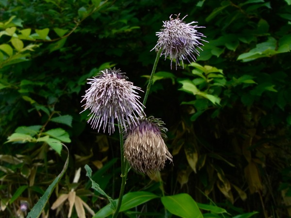 f:id:elmikamino:20120702104640j:image