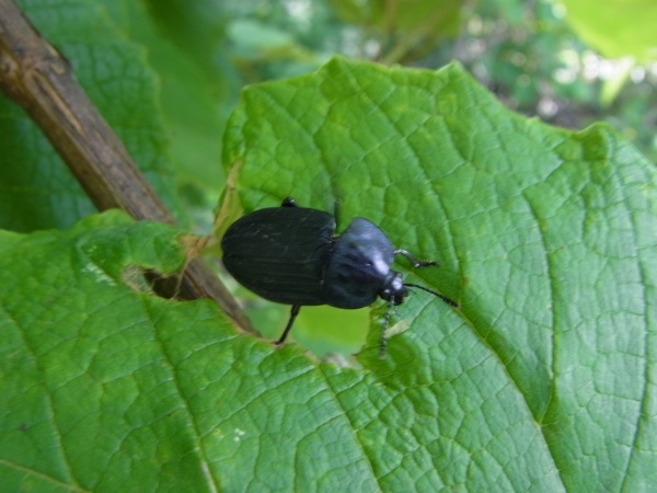 f:id:elmikamino:20120703093736j:image